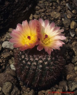 Notocactus cv. CJM17